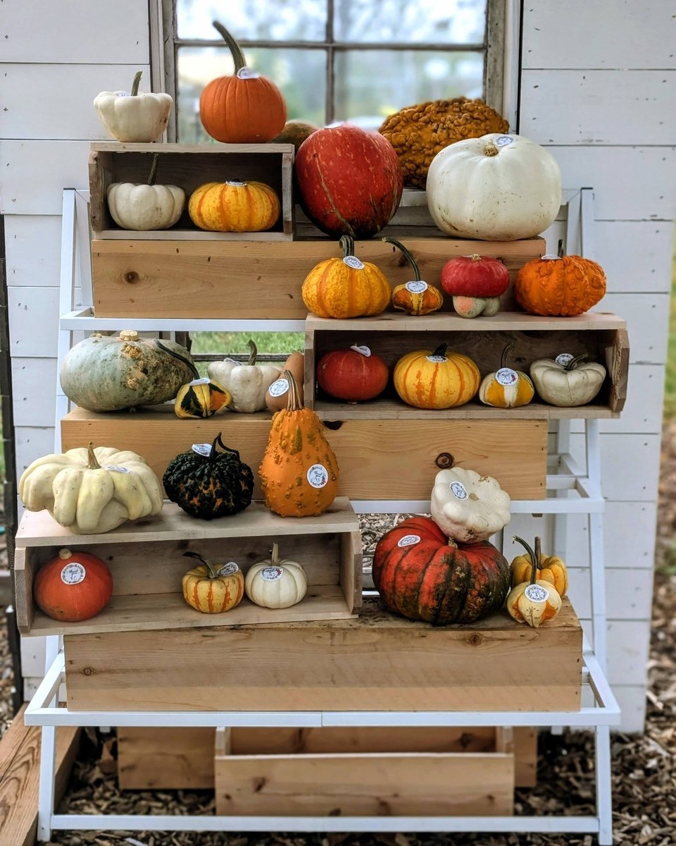Pumpkins and gourds in many shapes and colors arranged on wooden shelves